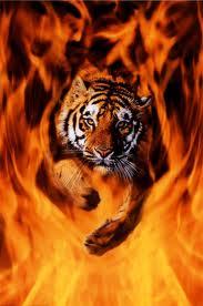 Tigerfire Bilde:  12 no 12