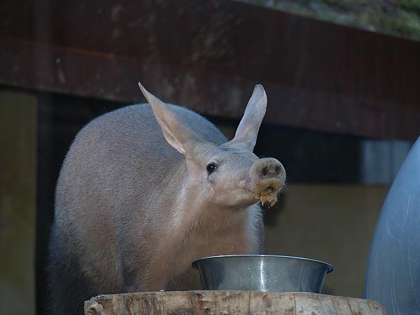 tapirs19 Bilde:  1 no 1