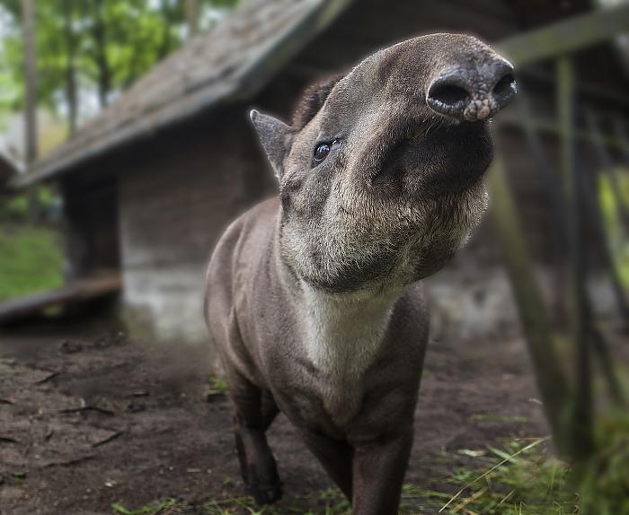 tapirs19 Bilde:  1 no 2